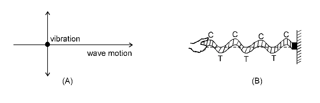 Types of Waves in Physics