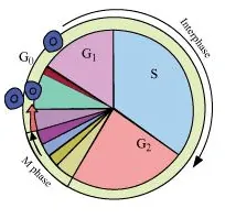 NCERT Solutions for Class 11 Biology chapter 10 Cell Cycle and Cell Division PDF Image 2