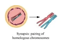 NCERT Solutions for Class 11 Biology chapter 10 Cell Cycle and Cell Division PDF Image 3