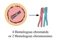 NCERT Solutions for Class 11 Biology chapter 10 Cell Cycle and Cell Division PDF Image 4