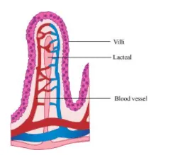 NCERT Solutions for Class 11 Biology chapter 16 Digestion and Absorption PDF Image 3