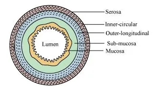NCERT Solutions for Class 11 Biology chapter 16 Digestion and Absorption PDF Image 4