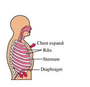 NCERT Solutions for Class 11 Biology chapter 17 Breathing and Exchange of Gases PDF Image 4