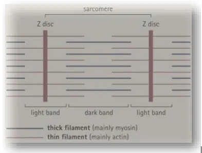 NCERT Solutions for Class 11 Biology chapter 20 Locomotion and Movement PDF Image 1