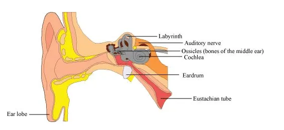 NCERT Solutions for Class 11 Biology chapter 21 Neural Control and Coordination PDF Image 10