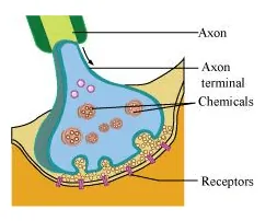 NCERT Solutions for Class 11 Biology chapter 21 Neural Control and Coordination PDF Image 6