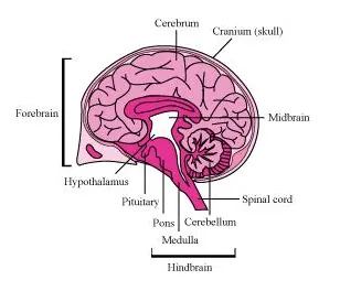 NCERT Solutions for Class 11 Biology chapter 21 Neural Control and Coordination PDF Image 8
