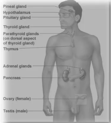 NCERT Solutions for Class 11 Biology chapter 22 Chemical Coordination and Integration PDF Image 1