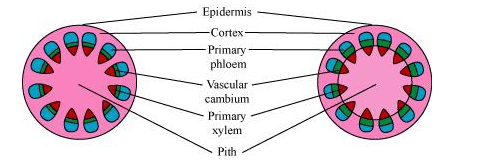 NCERT Solutions for Class 11 Biology chapter 6 Anatomy of Flowering Plant PDF Image 1