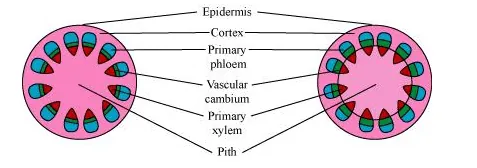 NCERT Solutions for Class 11 Biology chapter 6 Anatomy of Flowering Plant PDF Image 1
