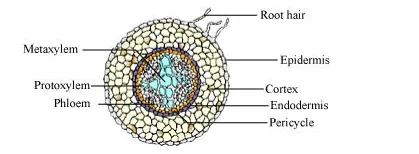 NCERT Solutions for Class 11 Biology chapter 6 Anatomy of Flowering Plant PDF Image 3