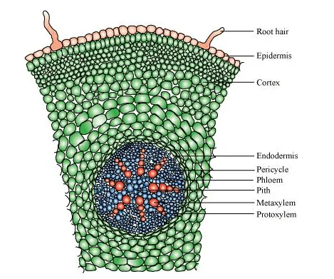 NCERT Solutions for Class 11 Biology chapter 6 Anatomy of Flowering Plant PDF Image 4