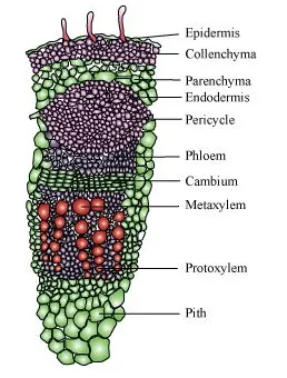 NCERT Solutions for Class 11 Biology chapter 6 Anatomy of Flowering Plant PDF Image 5