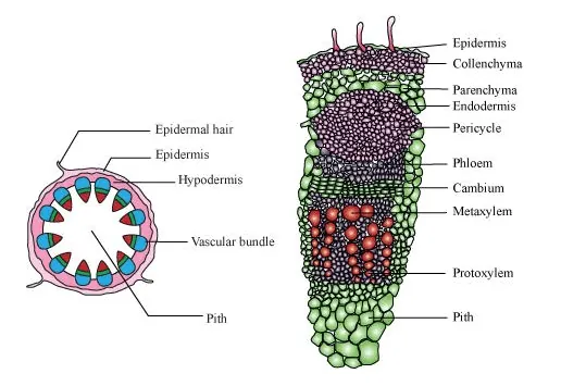 NCERT Solutions for Class 11 Biology chapter 6 Anatomy of Flowering Plant PDF Image 7