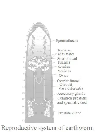 NCERT Solutions for Class 11 Biology chapter 7 Structural Organization in Animals PDF Image 1