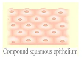 NCERT Solutions for Class 11 Biology chapter 7 Structural Organization in Animals PDF Image 10