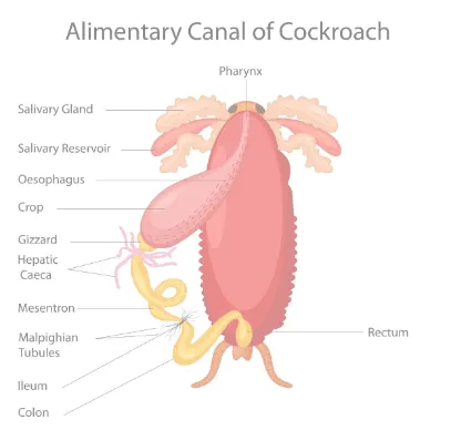 NCERT Solutions for Class 11 Biology chapter 7 Structural Organization in Animals PDF Image 2