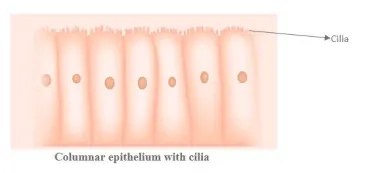 NCERT Solutions for Class 11 Biology chapter 7 Structural Organization in Animals PDF Image 8