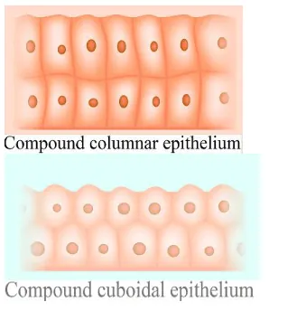 NCERT Solutions for Class 11 Biology chapter 7 Structural Organization in Animals PDF Image 9