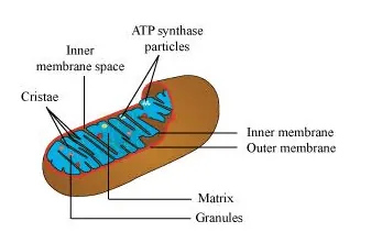 NCERT Solutions for Class 11 Biology chapter 8 Cell The Unit of Life PDF Image 1