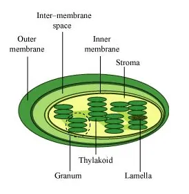 NCERT Solutions for Class 11 Biology chapter 8 Cell The Unit of Life PDF Image 3