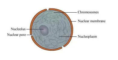 NCERT Solutions for Class 11 Biology chapter 8 Cell The Unit of Life PDF Image 4