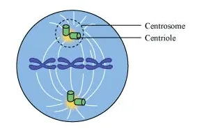 NCERT Solutions for Class 11 Biology chapter 8 Cell The Unit of Life PDF Image 5