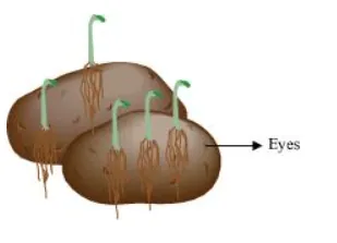 NCERT Solutions for Class 12 Biology Chapter 1 Reproduction in Organism PDF Image 4