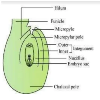 NCERT Solutions for Class 12 Biology Chapter 2 Sexual Reproduction in Flowering Plants PDF Image 2