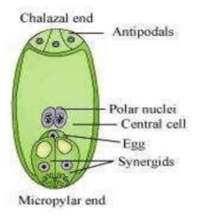 NCERT Solutions for Class 12 Biology Chapter 2 Sexual Reproduction in Flowering Plants PDF Image 3