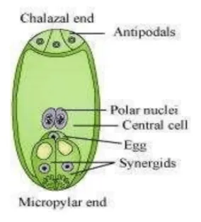 NCERT Solutions for Class 12 Biology Chapter 2 Sexual Reproduction in Flowering Plants PDF Image 3