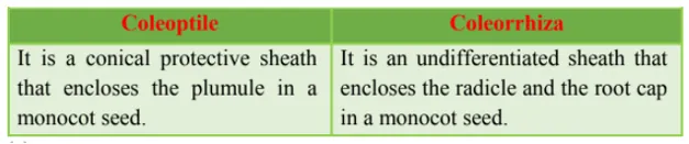 NCERT Solutions for Class 12 Biology Chapter 2 Sexual Reproduction in Flowering Plants PDF Image 5