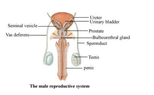 NCERT Solutions for Class 12 Biology Chapter 3 Human Reproduction PDF Image 1