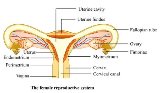 NCERT Solutions for Class 12 Biology Chapter 3 Human Reproduction PDF Image 2