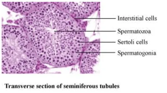 NCERT Solutions for Class 12 Biology Chapter 3 Human Reproduction PDF Image 3