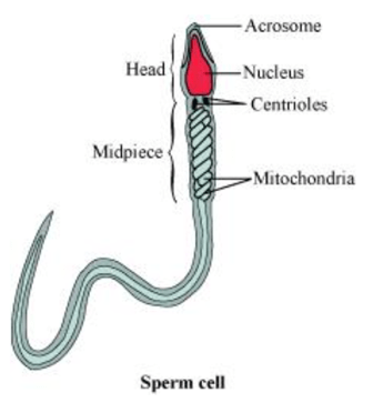 NCERT Solutions for Class 12 Biology Chapter 3 Human Reproduction PDF Image 5
