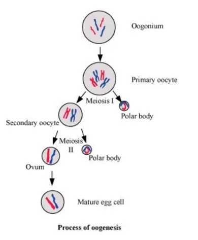 NCERT Solutions for Class 12 Biology Chapter 3 Human Reproduction PDF Image 6