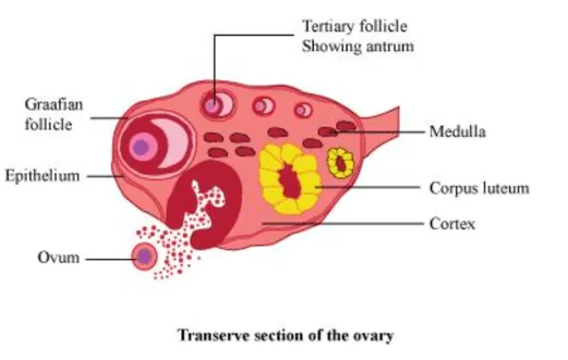 NCERT Solutions for Class 12 Biology Chapter 3 Human Reproduction PDF Image 7