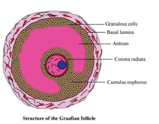 NCERT Solutions for Class 12 Biology Chapter 3 Human Reproduction PDF Image 8