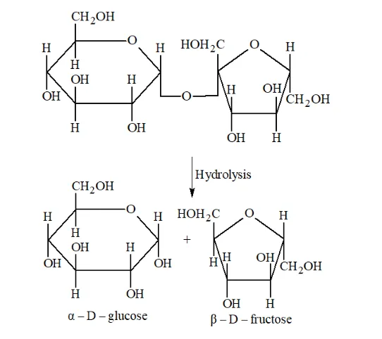 NCERT Solutions for Class 12 Chemistry Chapter 14 Biomolecules PDF Image 10