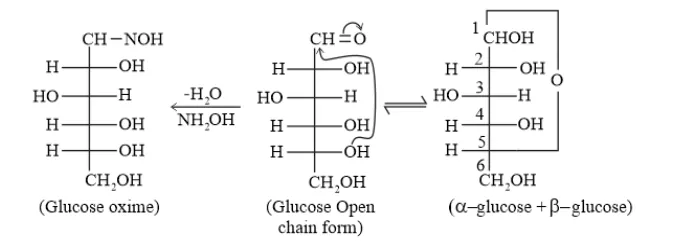 NCERT Solutions for Class 12 Chemistry Chapter 14 Biomolecules PDF Image 6