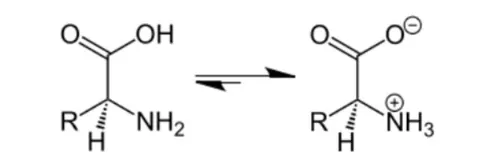 NCERT Solutions for Class 12 Chemistry Chapter 14 Biomolecules PDF Image 8