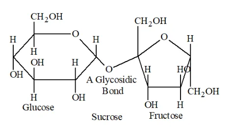 NCERT Solutions for Class 12 Chemistry Chapter 14 Biomolecules PDF Image 9