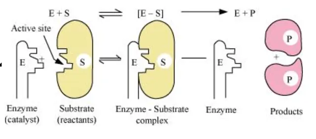NCERT Solutions for Class 12 Chemistry Chapter 5 Surface Chemistry PDF Image 7