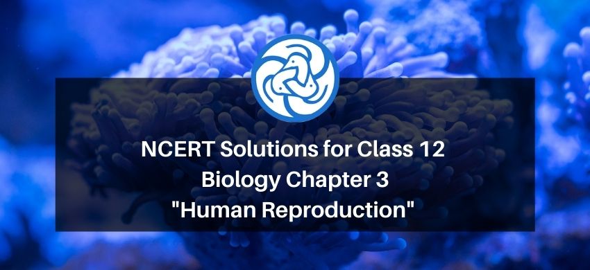 NCERT Solutions for Class 12 Biology Chapter 3 Human Reproduction PDF - eSaral