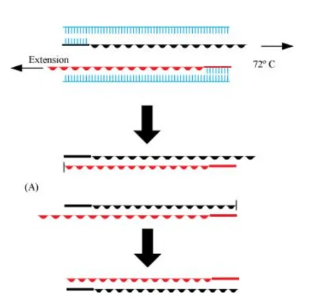 NCERT Solutions for Class 12 Biology Chapter 11 Biotechnology: Principles and Processes PDF Image 10