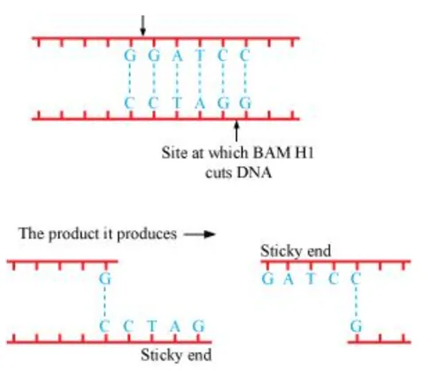 NCERT Solutions for Class 12 Biology Chapter 11 Biotechnology: Principles and Processes PDF Image 3