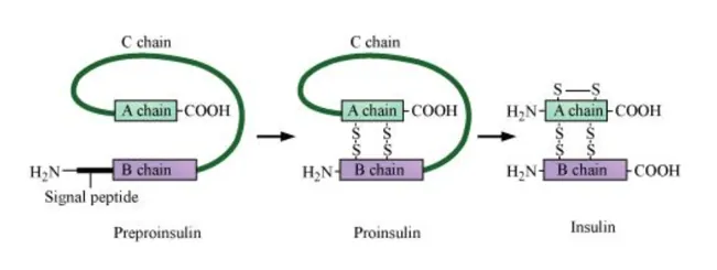 NCERT Solutions for Class 12 Biology Chapter 12 Biotechnology and its Applications PDF Image 1
