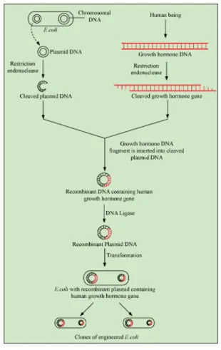 NCERT Solutions for Class 12 Biology Chapter 12 Biotechnology and its Applications PDF Image 2