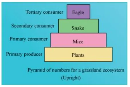 NCERT Solutions for Class 12 Biology Chapter 14 Ecosystem PDF Image 1